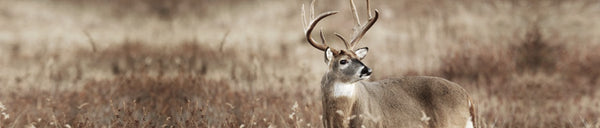 Deer Calls