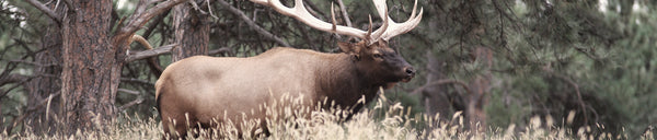Elk Calls